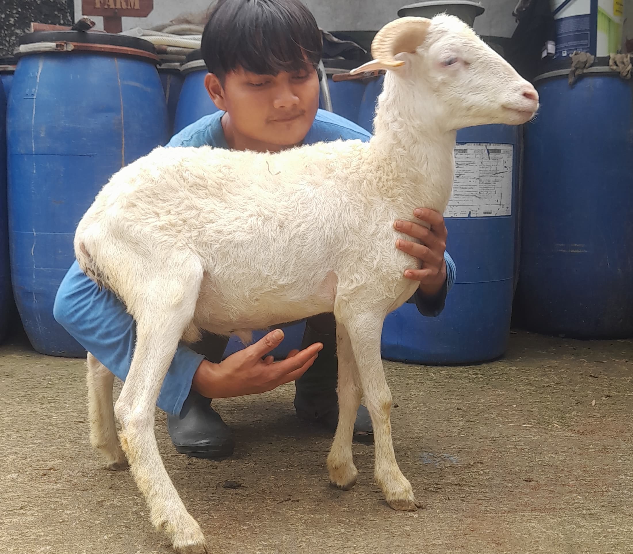 Domba Tanduk Jantan Tipe A