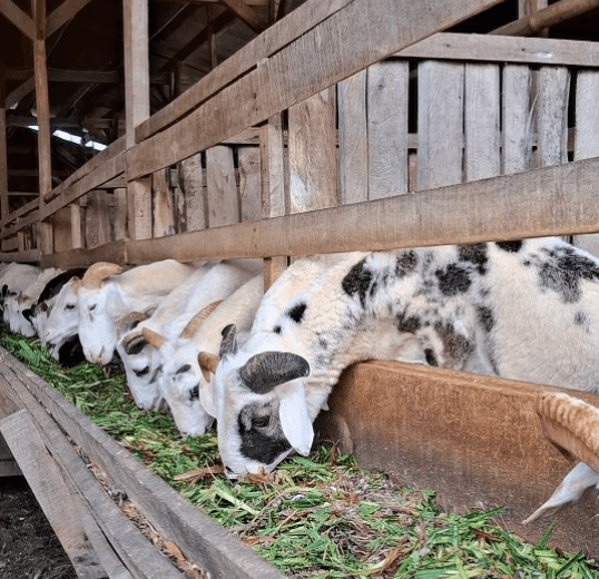 Hewan qurban di farm Bogor — kualitas premium QurbanDong