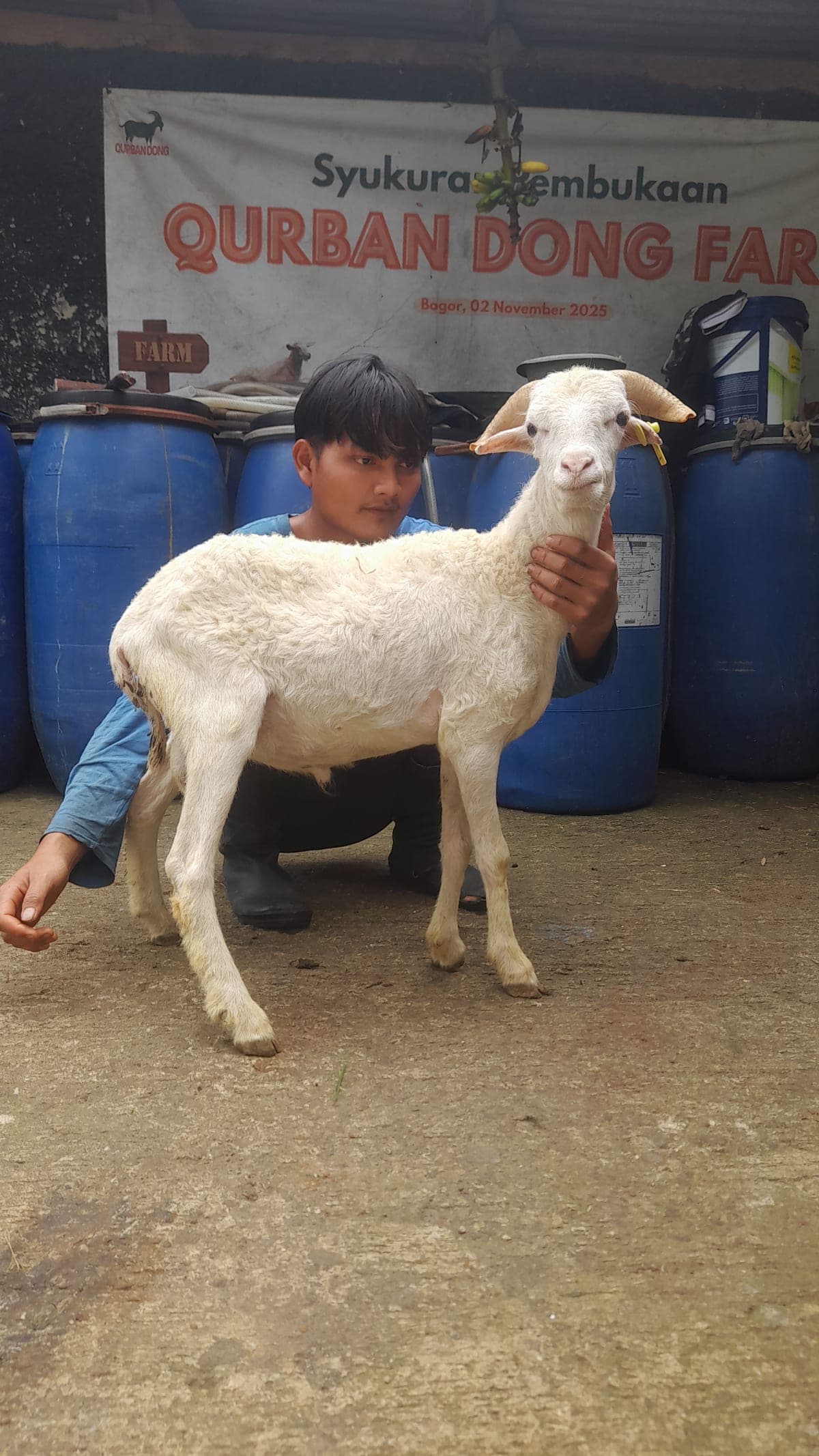 Domba ET-29 Grade A