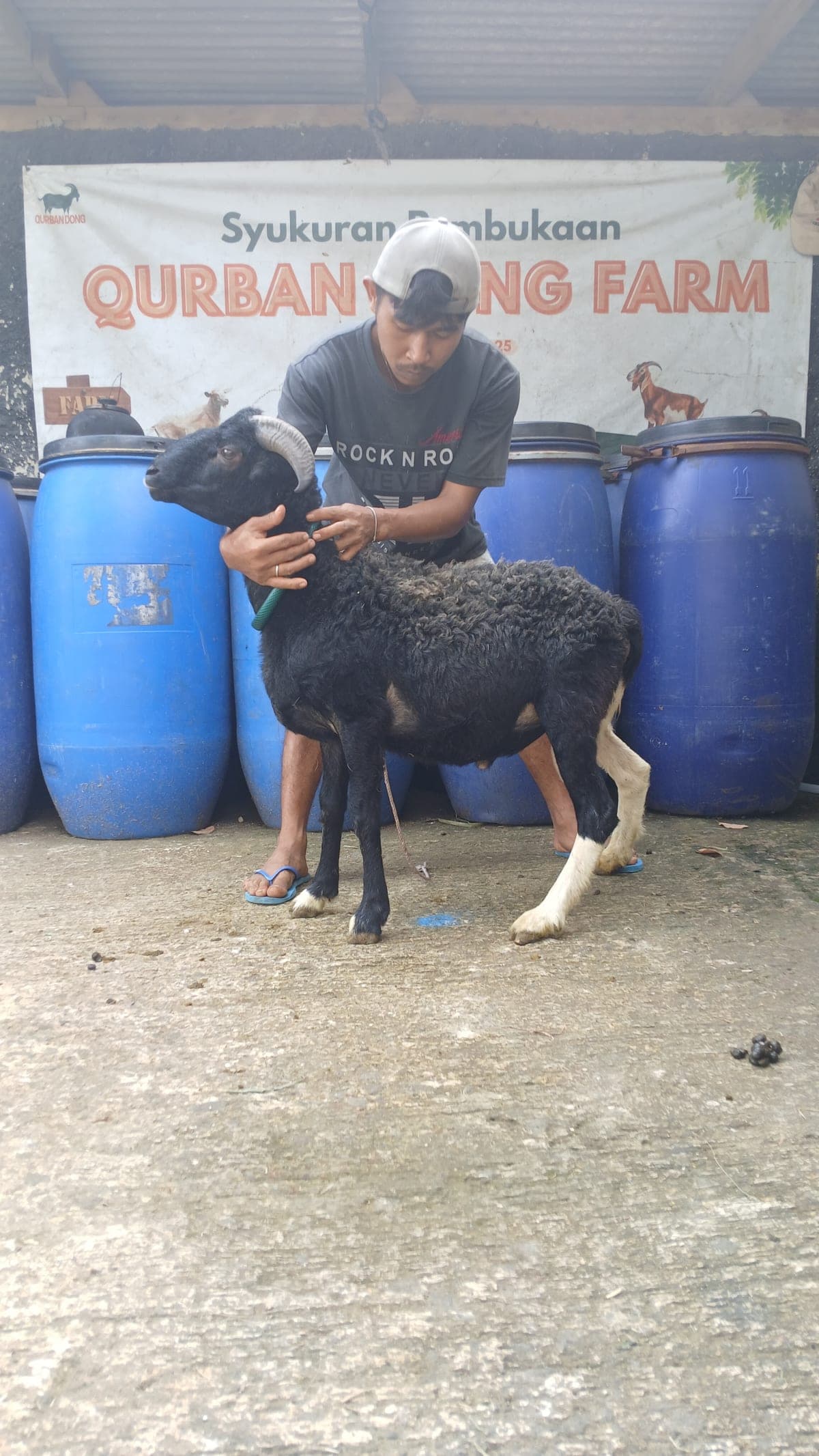Domba ET-90 Grade D