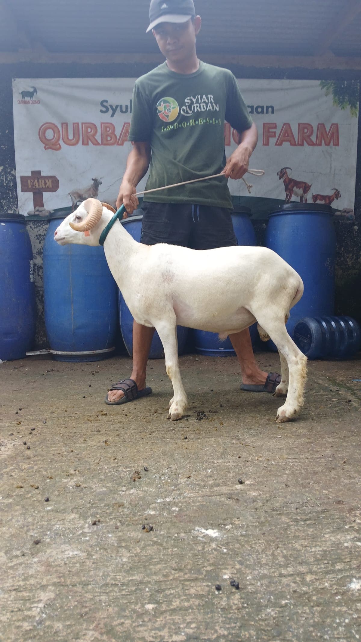 Domba ET-164 Grade D
