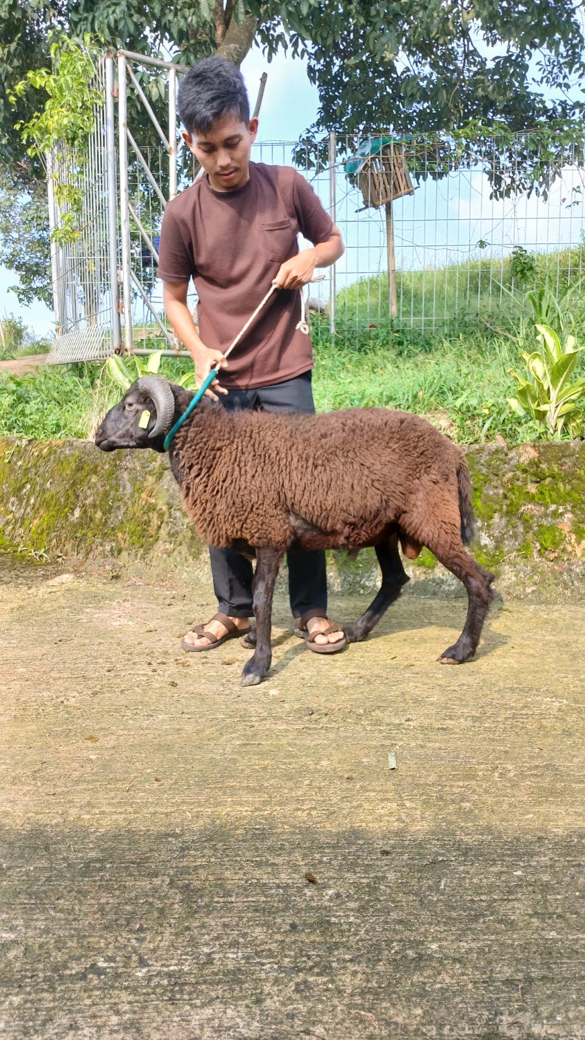 Domba ET-87 Grade E